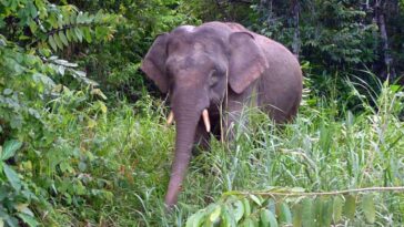 Elefante pigmeo mata a su cuidador en Malasia