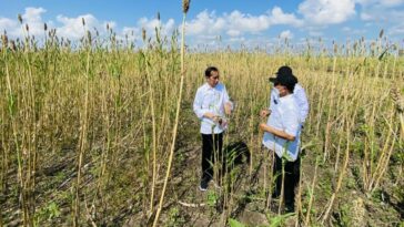 En medio del agotamiento de las existencias de arroz, Indonesia recurre al sorgo para la seguridad alimentaria