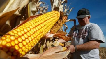 Esta es la última oportunidad de México para encontrar puntos de acuerdo en maíz transgénico