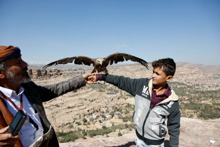 Familia de Yemen depende de los halcones como fuente de sustento