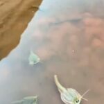 Un turista capturó un video de 'fósiles vivientes' nadando en un charco de agua en The Wave de Arizona