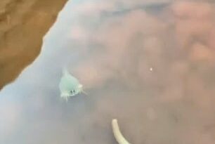 Un turista capturó un video de 'fósiles vivientes' nadando en un charco de agua en The Wave de Arizona