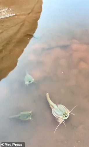 Un turista capturó un video de 'fósiles vivientes' nadando en un charco de agua en The Wave de Arizona