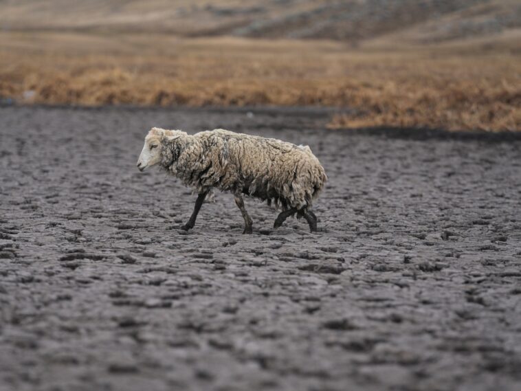 Fotos: Laguna se seca mientras los Andes del sur de Perú enfrentan sequía