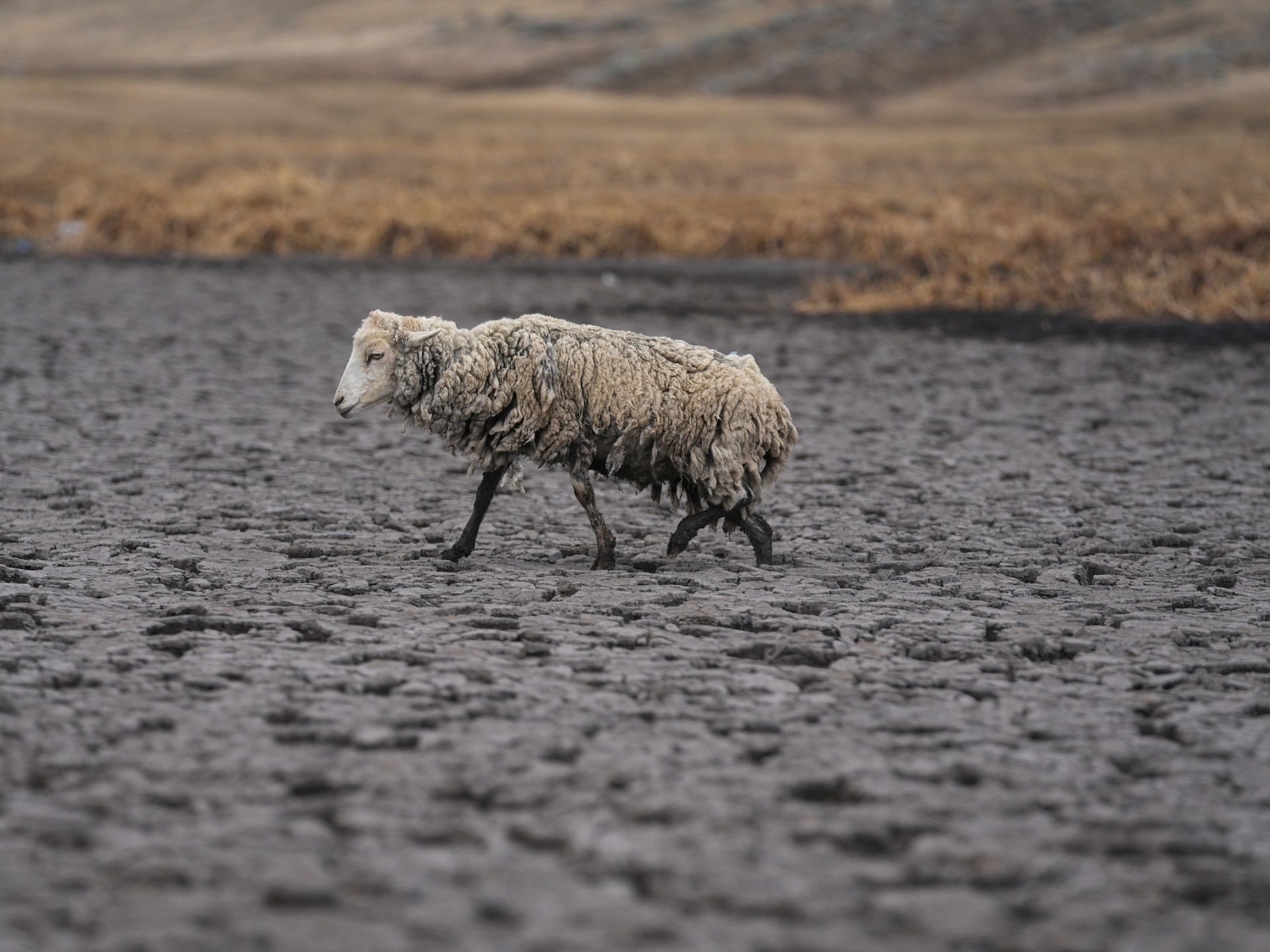 Fotos: Laguna se seca mientras los Andes del sur de Perú enfrentan sequía
