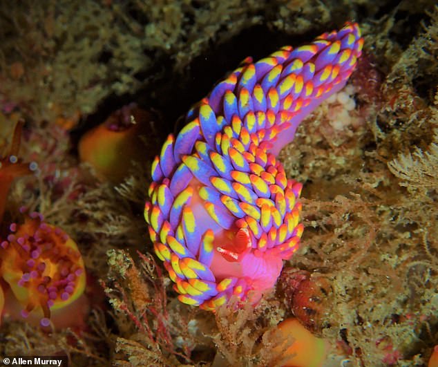 Babakina anadoni es una colorida especie de babosa de mar.  Fue visto en aguas del Reino Unido por primera vez a principios de este año.