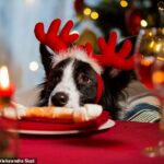 Una quinta parte de los dueños de perros temen que su perro aumente de peso durante la temporada festiva, según una encuesta del Reino Unido realizada por la organización benéfica Guide Dogs (imagen de archivo)