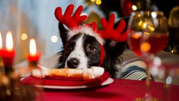 Una quinta parte de los dueños de perros temen que su perro aumente de peso durante la temporada festiva, según una encuesta del Reino Unido realizada por la organización benéfica Guide Dogs (imagen de archivo)