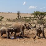 La sequía en Kenia deja a la vida salvaje sin aliento