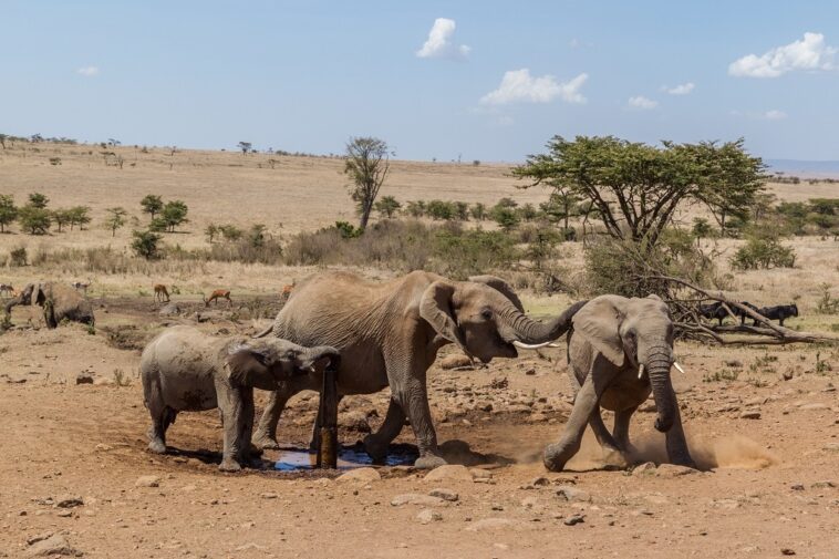 La sequía en Kenia deja a la vida salvaje sin aliento