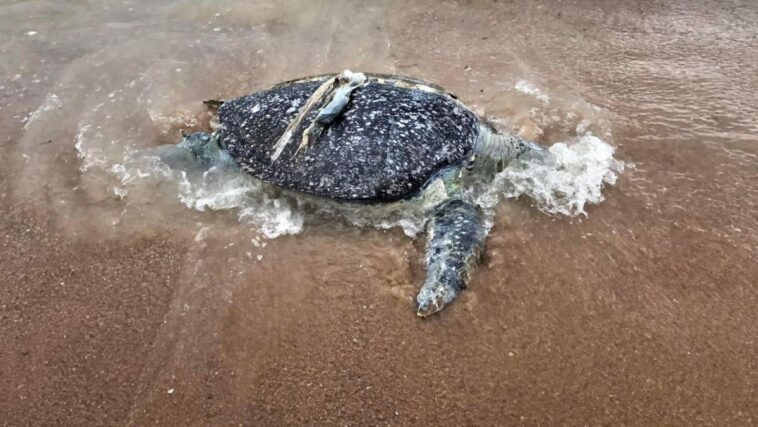 La tortuga marina muerta en Tailandia destaca el impacto ambiental del festival Loy Krathong