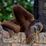 Las ONG apuntan a Indonesia por los orangutanes y la libertad académica