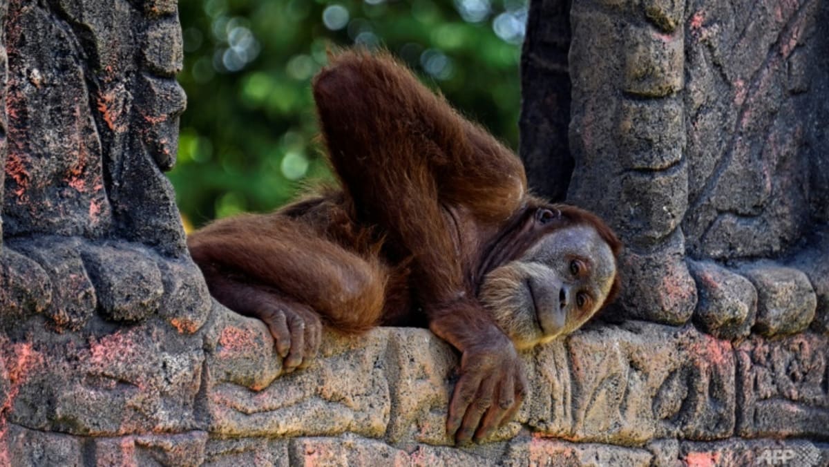 Las ONG apuntan a Indonesia por los orangutanes y la libertad académica
