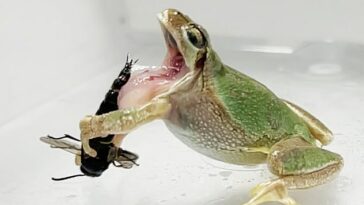 Las avispas macho usan espinas afiladas en sus genitales para atacar y ensartar a las ranas arborícolas para evitar que se las traguen.  En la imagen: una rana arborícola tratando de comerse una avispa albañil macho