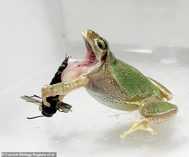 Las avispas macho usan espinas afiladas en sus genitales para atacar y ensartar a las ranas arborícolas para evitar que se las traguen.  En la imagen: una rana arborícola tratando de comerse una avispa albañil macho