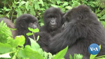 Las comunidades de Ruanda y el Congo se unen para la conservación de los gorilas a pesar de las tensiones