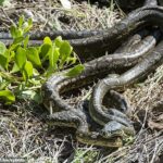 Los hallazgos fundamentaron la investigación limitada disponible sobre el órgano reproductor de la serpiente hembra, en comparación con muchos más estudios realizados en reptiles machos.
