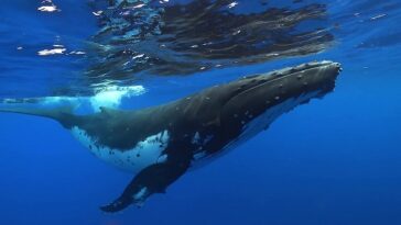 Las tenencias de XRP de ballenas onduladas y tiburones saltan a máximos históricos