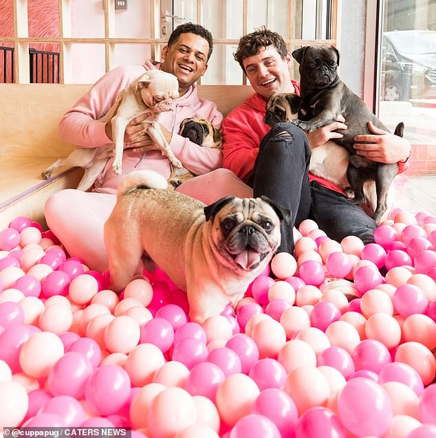 CuppaPug, Londres, creado por los entusiastas de Pug Aaron Carty, Matt Pieterse y Lady Phyll, brinda a los clientes la oportunidad de pasar horas abrazando a este pequeño grupo de cachorros.