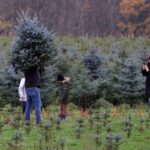 Los alemanes adoptan árboles de Navidad más verdes y regalos caseros