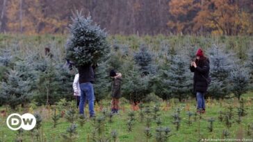 Los alemanes adoptan árboles de Navidad más verdes y regalos caseros