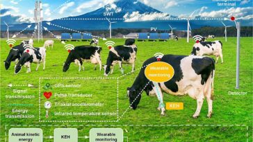Investigadores de la Universidad Southwest Jiaotong en China han desarrollado un reloj inteligente que se puede usar para monitorear la salud, la reproducción y la ubicación de las vacas.