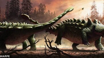 Un dinosaurio acorazado que tenía una enorme cola parecida a un mazo la usaría para luchar contra otros de la misma especie, según han descubierto los científicos.  En la foto: Ilustración de Zuul crurivastator en batalla
