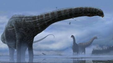 Diplodocid era un saurópodo herbívoro de cuello largo, bien conocido por sus enormes tamaños y largos cuellos y colas.