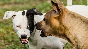 Los investigadores descubrieron que las personas solo podían predecir correctamente que una interacción agresiva entre dos perros estaba a punto de ocurrir un poco más del 20 por ciento de las veces (imagen de archivo)