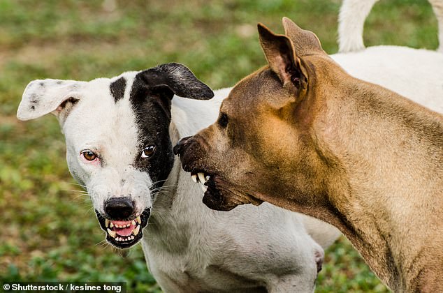 Los investigadores descubrieron que las personas solo podían predecir correctamente que una interacción agresiva entre dos perros estaba a punto de ocurrir un poco más del 20 por ciento de las veces (imagen de archivo)