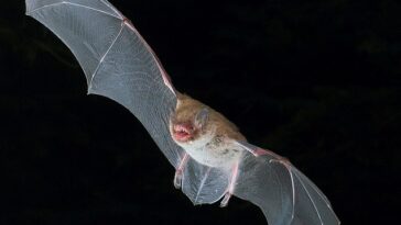Los murciélagos son los cantantes de 'death metal' del reino animal y tienen un rango vocal más amplio que Mariah Carey, según han descubierto los investigadores.