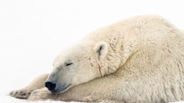 Los osos polares de Canadá disminuyen a un ritmo alarmante
