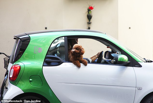 Investigadores de la Universidad de Lincoln llevaron a diez perros de prueba en un viaje de diez minutos, primero en un automóvil eléctrico y luego en un automóvil diésel.  Descubrieron que los perros estaban más inquietos en el vehículo de combustible, rompiendo su posición acostada un 50 por ciento más en promedio (imagen de archivo)