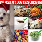 A medida que se acerca el ayuno navideño, hay una serie de golosinas festivas que deberían estar fuera del alcance de los perros, incluidos los pasteles de carne picada, el pudín de Navidad y el chocolate.
