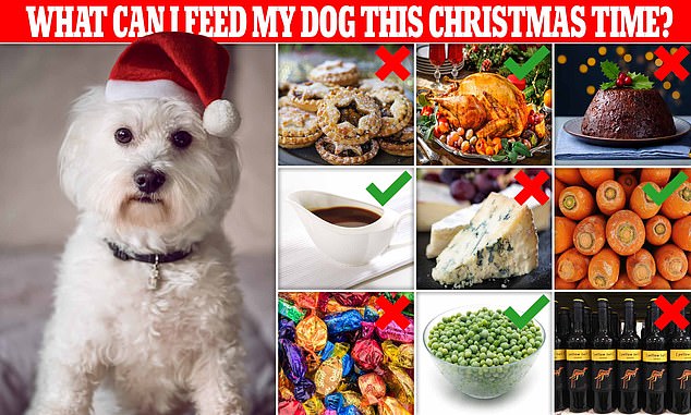A medida que se acerca el ayuno navideño, hay una serie de golosinas festivas que deberían estar fuera del alcance de los perros, incluidos los pasteles de carne picada, el pudín de Navidad y el chocolate.