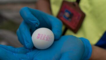 Malasia permitirá la importación temporal de huevos de gallina para superar la escasez