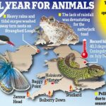 Mariposas, sapos y lagartos fueron devastados por el clima extremo en 2022, dice el National Trust