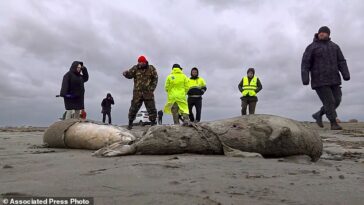 Una playa a lo largo del mar Caspio estaba llena de cadáveres de más de 2500 focas que llegaron a la costa este fin de semana.