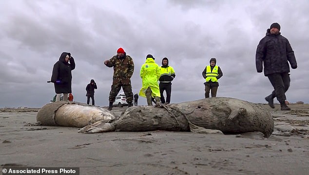 Una playa a lo largo del mar Caspio estaba llena de cadáveres de más de 2500 focas que llegaron a la costa este fin de semana.