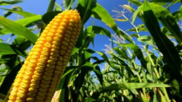 México ofrece ampliar el plazo para prohibir el maíz transgénico hasta 2025
