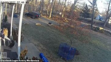 Los gritos de una niña de Connecticut de 7 años cuando fue atacada por un mapache se han vuelto virales después de que sus padres publicaron el video en línea.