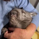 Un wombat bebé huérfano está al cuidado del Two Songs Sanctuary de Australia después de que mataron a su madre.