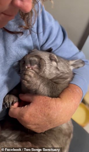 Un wombat bebé huérfano está al cuidado del Two Songs Sanctuary de Australia después de que mataron a su madre.