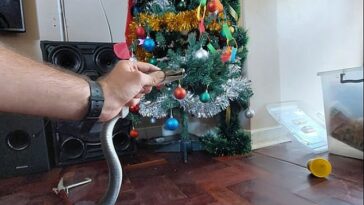 Una mamba negra mortal se deslizó debajo del árbol de Navidad de una familia en Queensburgh, Sudáfrica