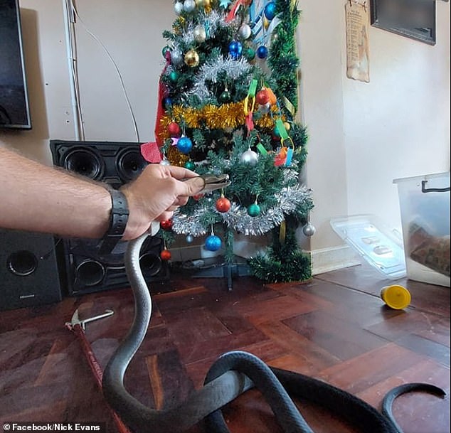 Una mamba negra mortal se deslizó debajo del árbol de Navidad de una familia en Queensburgh, Sudáfrica