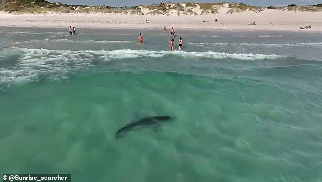 Dos tiburones tigre fueron filmados causalmente en las aguas poco profundas de Mullaloo Beach, Perth, a solo unos metros de distancia de nadadores desconocidos (en la foto)