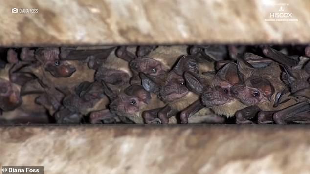 Las temperaturas bajo cero en Texas están teniendo un impacto devastador en la vida silvestre de la ciudad, incluida la colonia de murciélagos más grande que vive en las grietas del puente Waugh de Houston.