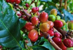 Nicaragua interesada en exportar café a China