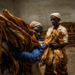 ONU advierte a Malaui contra el trabajo infantil en plantaciones de tabaco