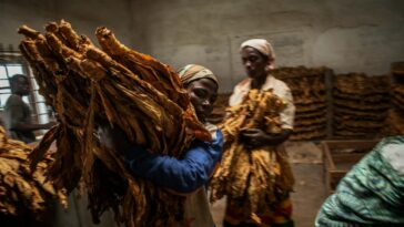 ONU advierte a Malaui contra el trabajo infantil en plantaciones de tabaco